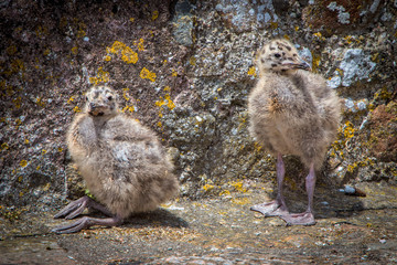 Two Baby Seagulls Resting Together