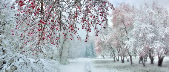 Door stickers Dark gray Winter city park at snowfall with red wild apple trees
