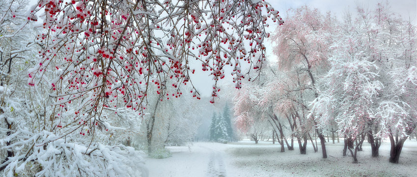 Winter city park at snowfall with red wild apple trees