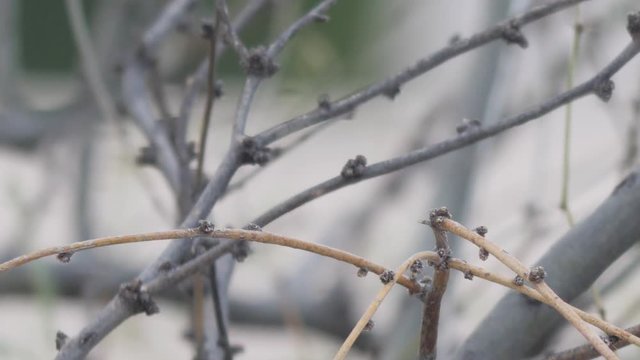 Anna's Hummingbird Perched and Flies Away