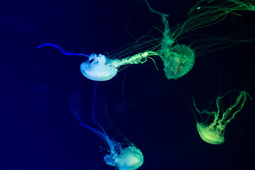 Naklejka premium Colorful Jellyfish underwater. Jellyfish moving in water.