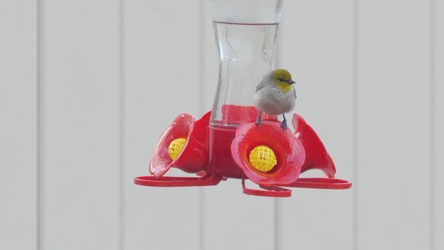 Female Verdin Bird on Outdoor Hummingbird Feeder