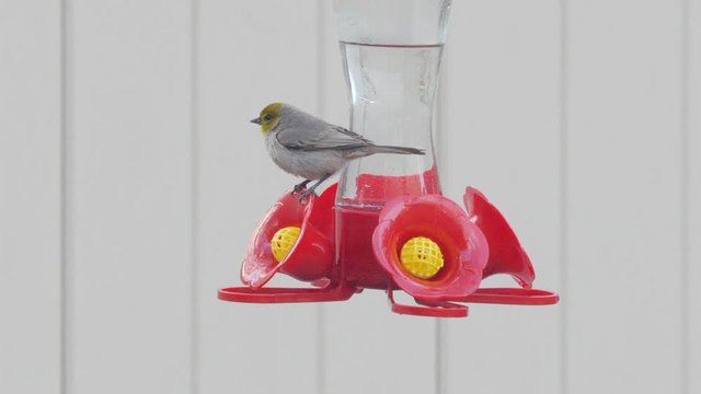 Female Verdin Bird on Outdoor Hummingbird Feeder