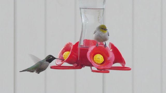 Bird and Hummingbird on Outdoor Feeder Together