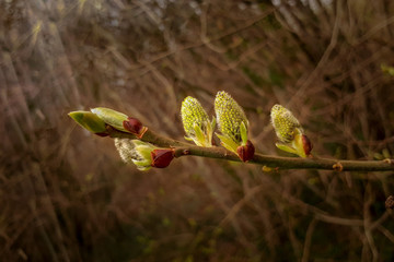 Green and Yellow Tree Catkins in Spring