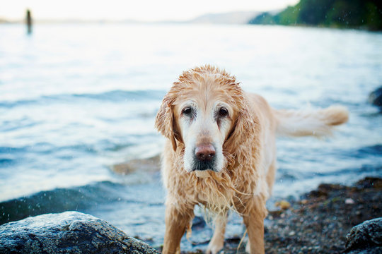 Portrait wet dog on beach
