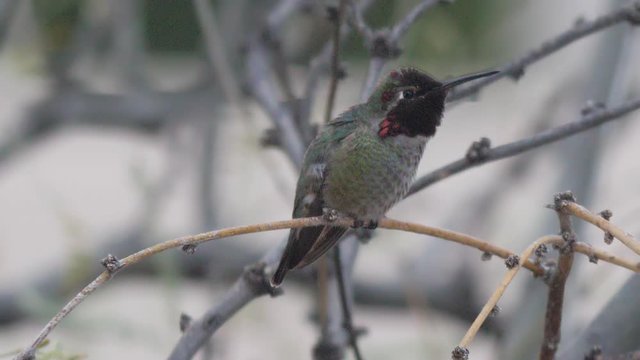 Anna's Hummingbird on a branch