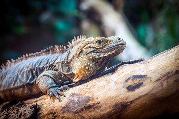 Lesser Antillean iguana basking on a branch