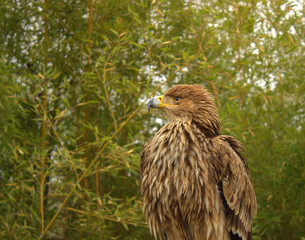 The growing nestling steppe eagle looks into the distance. Side view