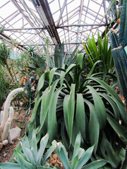 banana tree with fruit