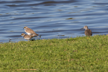 Little ringed plover (Charadrius dubius)