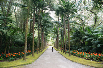 Woman walking along landscaped, palm tree lined driveway, Azores, Portugal