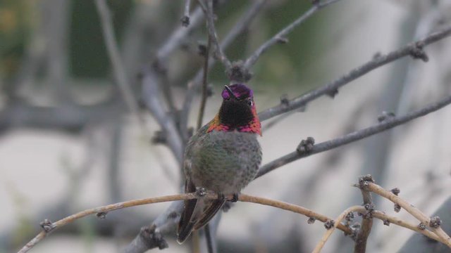 Anna's Hummingbird on a branch