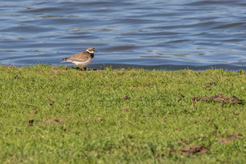 Little ringed plover (Charadrius dubius)