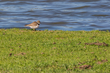 Little ringed plover (Charadrius dubius)