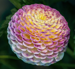 Detailed  close up of a pink and yellow 