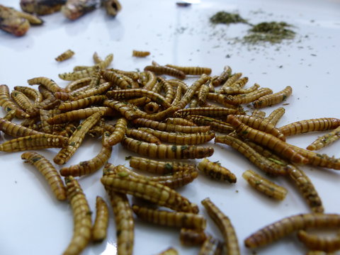 Insetti Commestibili, Entomofagia, Larve, Cavallette, Locuste, Camole