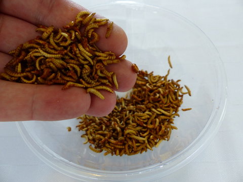 Insetti Commestibili, Entomofagia, Larve, Cavallette, Locuste, Camole