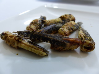 Insetti Commestibili, Entomofagia, Larve, Cavallette, Locuste, Camole