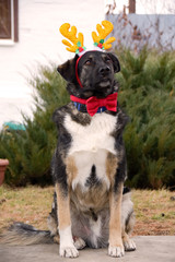 Obraz premium dog with deer horns and a red butterfly on the neck