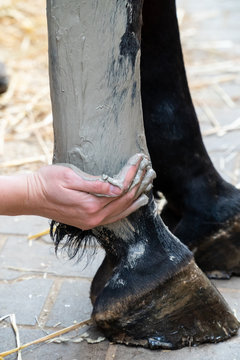 Hand of a woman applying gray alumina clay paste to horse's hind leg as medical treatment against tendinitis (tendon inflammation) after injury. Concept of animal health care, veterinarian treatment.