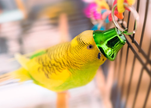 Cute green and yellow budgerigar parakeet playing with a green bell. She is sitting on a perch in a cage.
