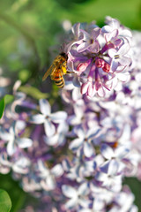 Bee collecting nectar in a purple lilac flower close-up
