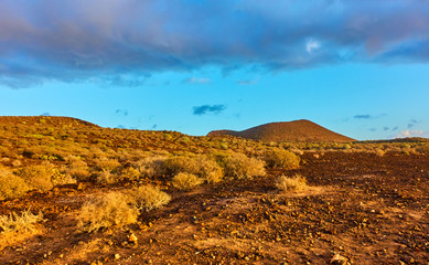 Desert weth bushes in the south of Tenerife