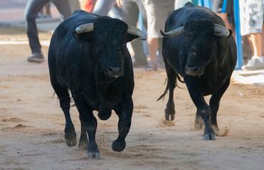 two bulls running together in a festival