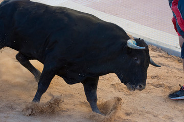 bull attacks a man in a festival of toledo