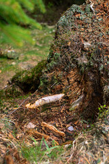 Moss on rotten tree trunk