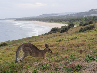 An Australian kangaroo walking on the beach at sunset