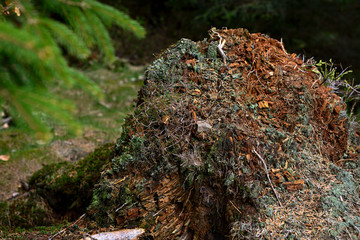 Moss on rotten tree trunk