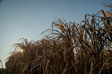 Elefantengras vor blauem Himmel