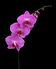 Fototapeta na wymiar Purple phalaenopsis orchid isolated on black background.