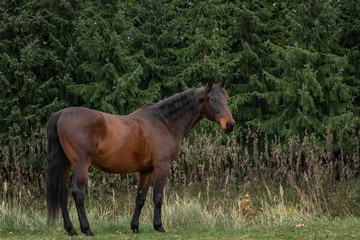 Bay latvian breed horse stands in the field near dark trees.