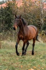 Bay latvian warmblood breed horse runs in the field