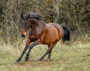 Fototapeta premium Bay latvian warmblood breed horse runs in the field