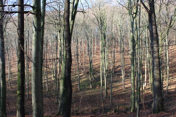 Blick in einen Wald voller Buchen im Winter