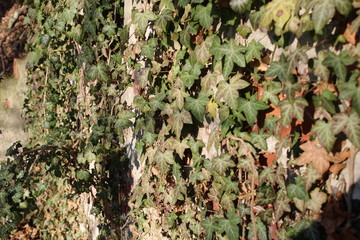 Efeu wächst an alter Mauer im Wald