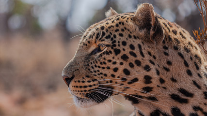 Fototapeta na wymiar leopard stalking