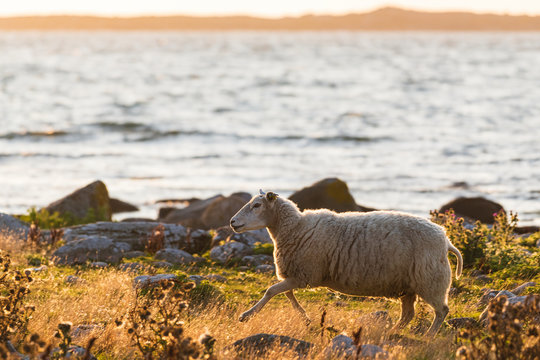 Sheep on coast