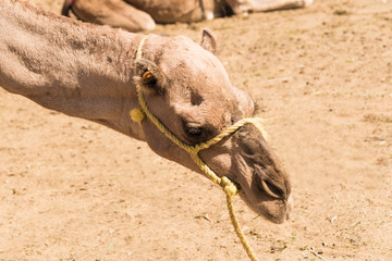 Desert Camel Ship, Marrakech, Morocco, North Africa