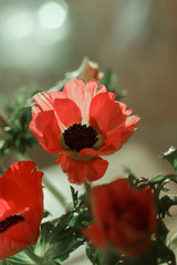  Bouquet of flowers anemones, red poppies on a windowsill in a glass vase. Macro. Big plan.