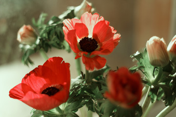  Bouquet of flowers anemones, red poppies on a windowsill in a glass vase. Macro. Big plan.