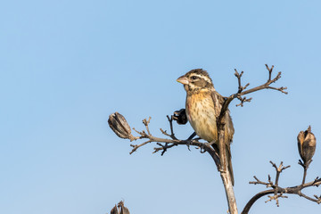 Naklejka premium aves