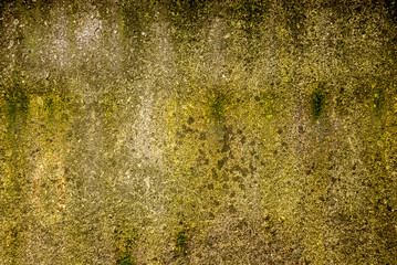  concrete wall with lichen in green colors.