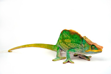 Parsons Chamäleon (Calumma parsonii parsonii) - moulting Parson's chameleon