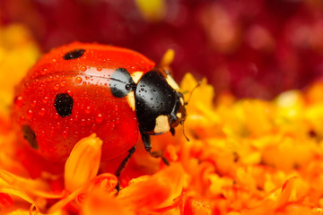 Beautiful ladybug on leaf defocused background