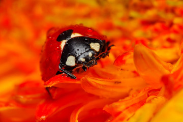 Beautiful ladybug on leaf defocused background